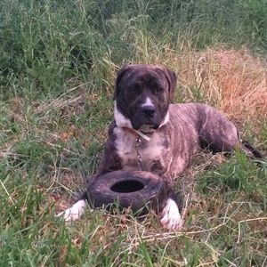 Meet your Posher, Dennis